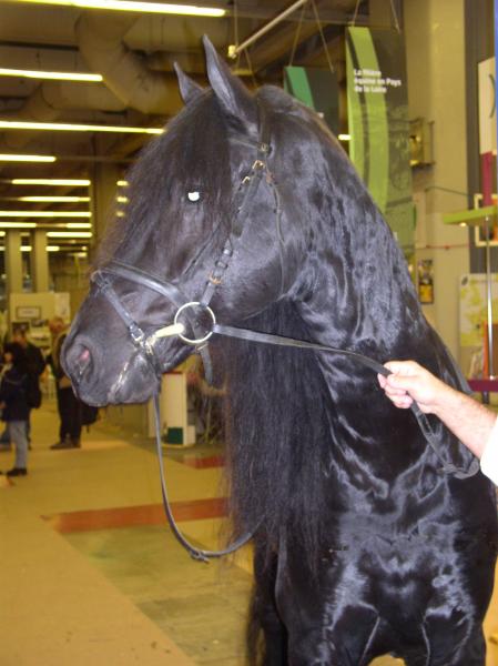 salon du cheval a paris