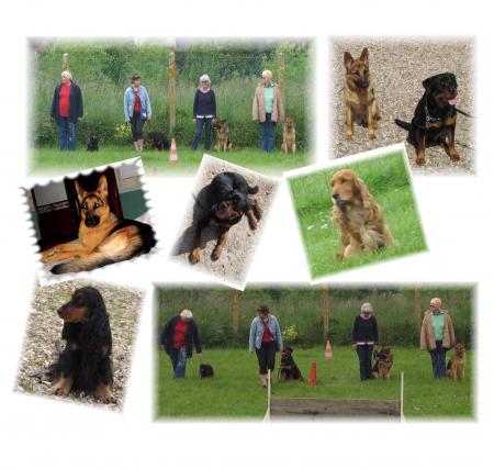 cours de dressage
