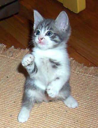 chat