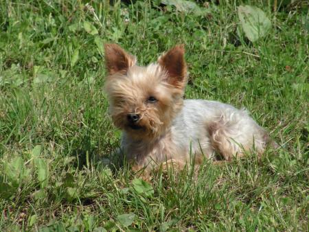 mon chien