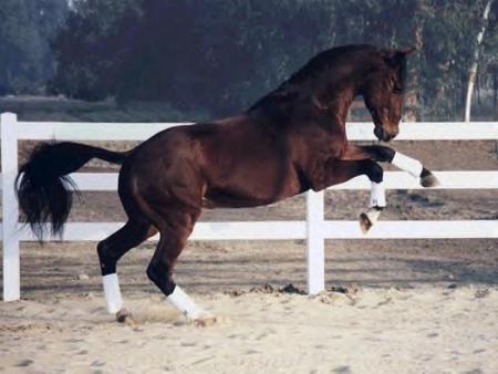 cheval