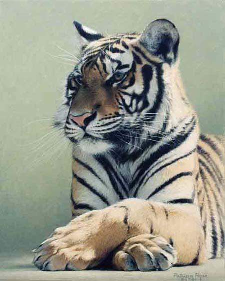 tigre