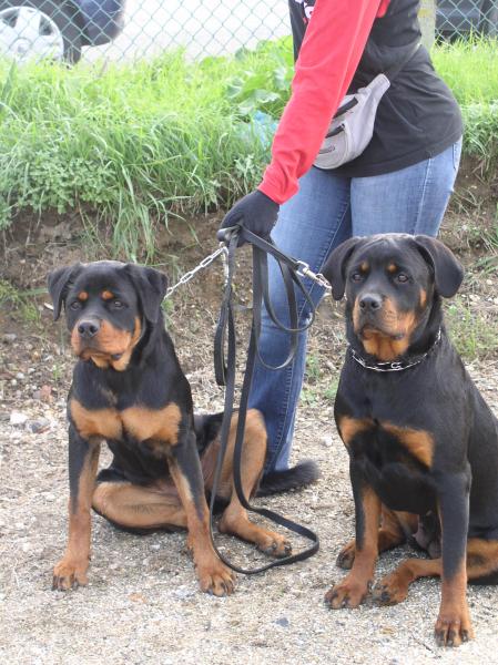 baya et akima