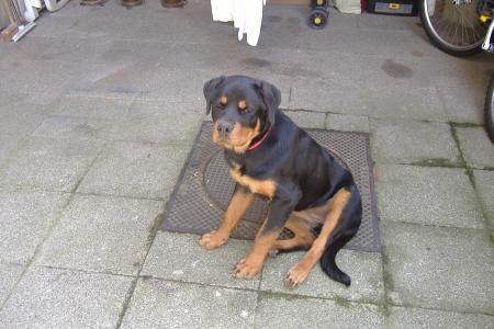 baya ma chienne